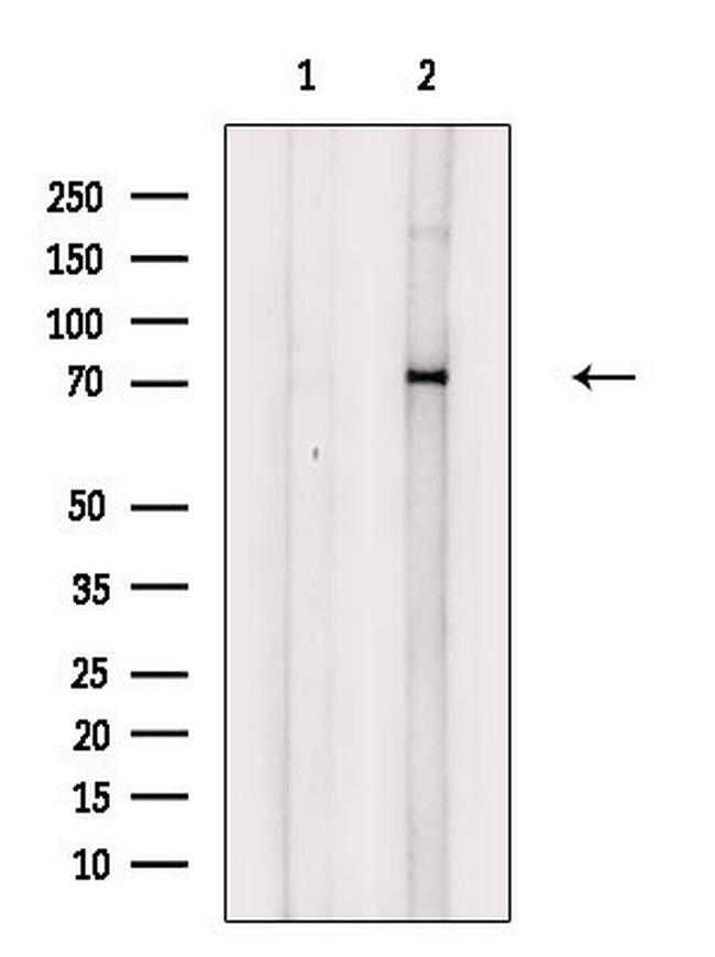 Phospho-Syk (Tyr352) Antibody in Western Blot (WB)