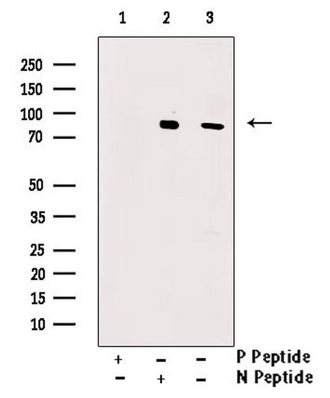 Phospho-IRAK1 (Thr387) Antibody in Western Blot (WB)