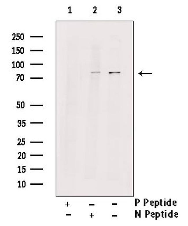 Phospho-TACC3 (Ser558) Antibody in Western Blot (WB)