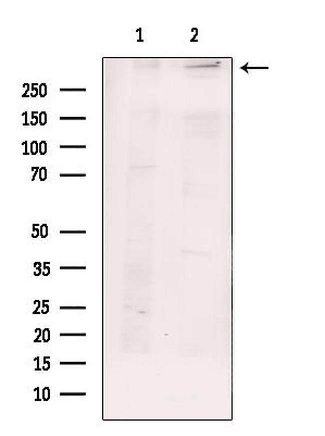 RyR3 Antibody in Western Blot (WB)