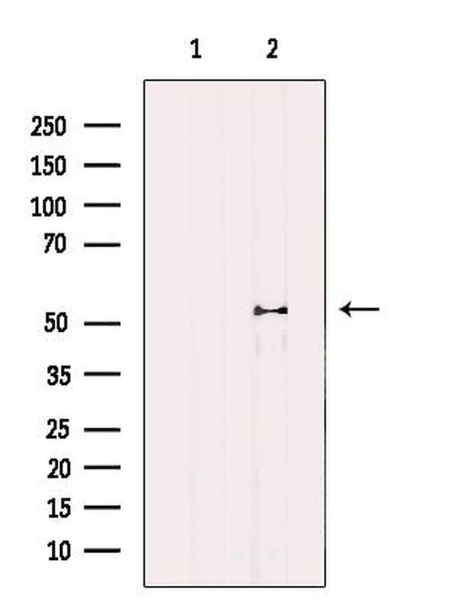 Naked1 Antibody in Western Blot (WB)