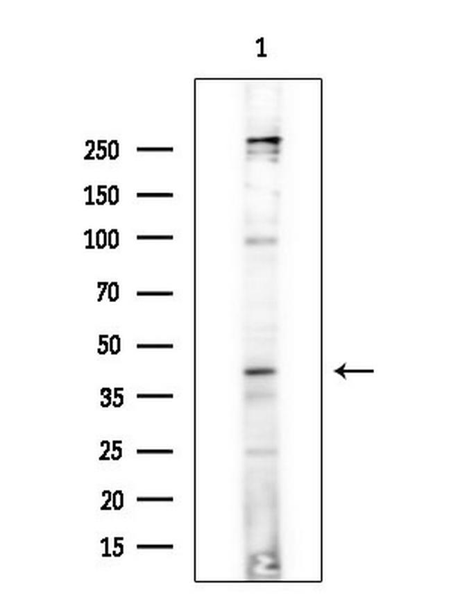 TOB1 Antibody in Western Blot (WB)