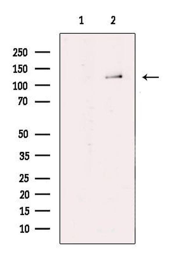 RAPGEF1 Antibody in Western Blot (WB)