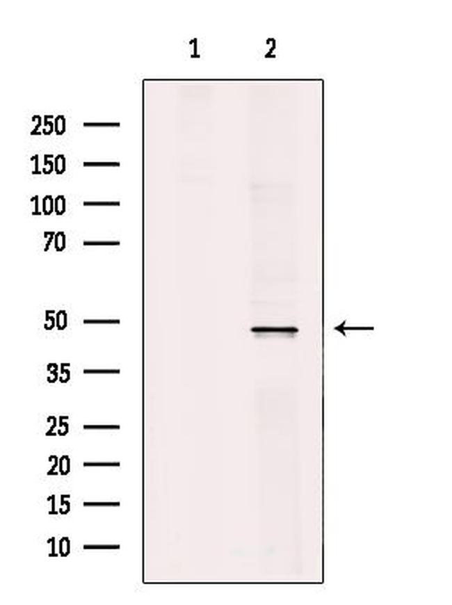 TRAF1 Antibody in Western Blot (WB)