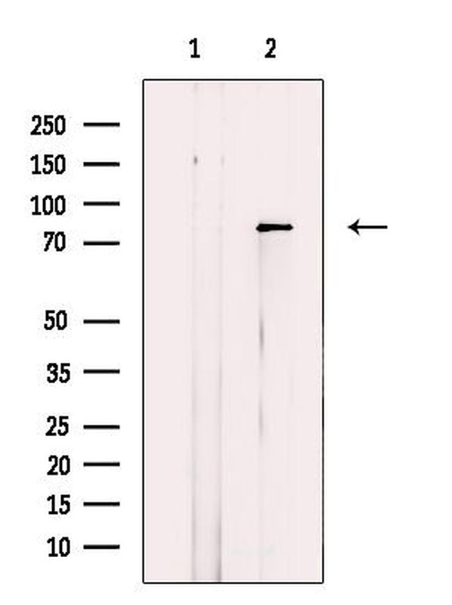 DAXX Antibody in Western Blot (WB)