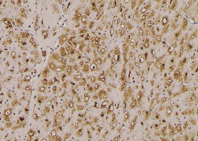 Phospho-HCN1 (Ser846) Antibody in Immunohistochemistry (Paraffin) (IHC (P))