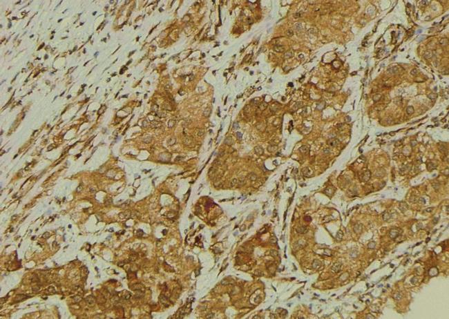 Phospho-SLC22A8 (Ser4) Antibody in Immunohistochemistry (Paraffin) (IHC (P))