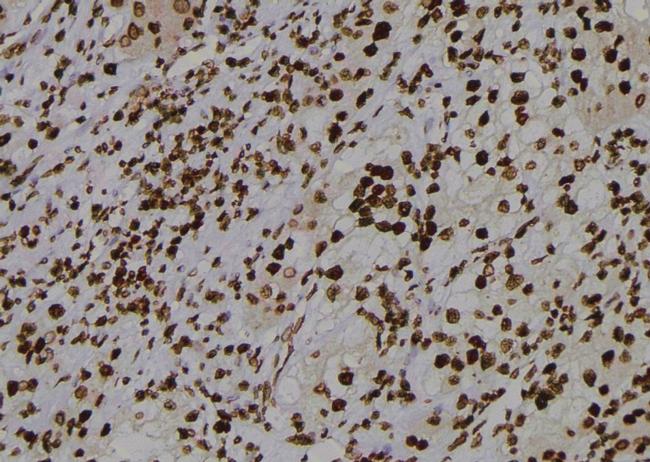 Phospho-Cdc5L (Tyr232) Antibody in Immunohistochemistry (Paraffin) (IHC (P))