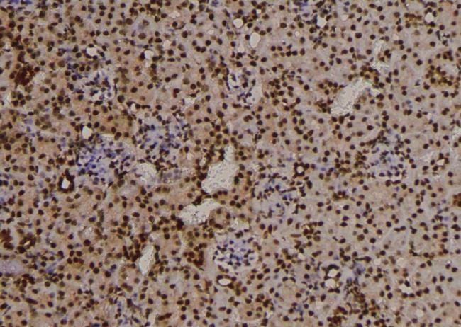 Phospho-FKBP4 (Tyr220) Antibody in Immunohistochemistry (Paraffin) (IHC (P))