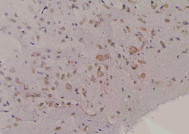 Phospho-FMRP (Ser500) Antibody in Immunohistochemistry (Paraffin) (IHC (P))