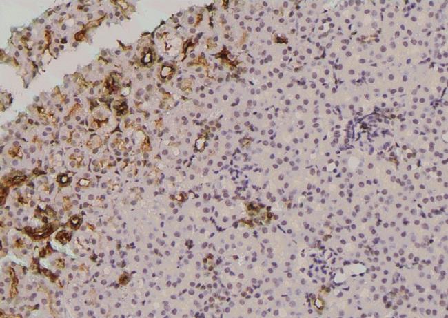 Phospho-Occludin (Tyr287) Antibody in Immunohistochemistry (Paraffin) (IHC (P))