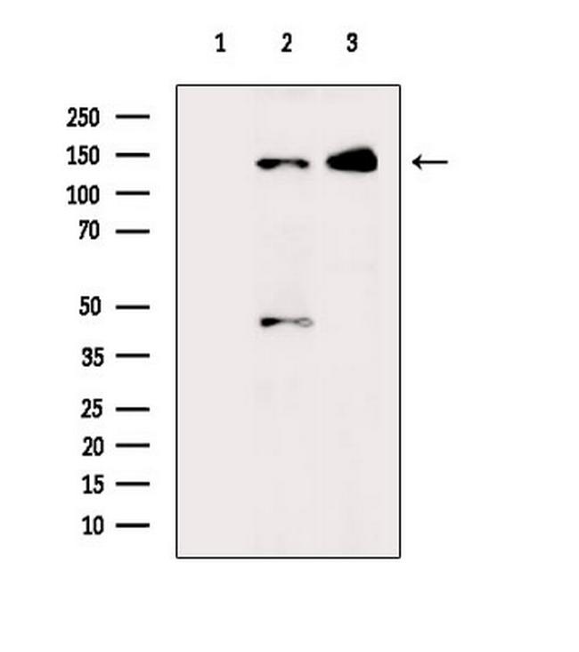 Phospho-GLI1 (Thr1074) Antibody in Western Blot (WB)