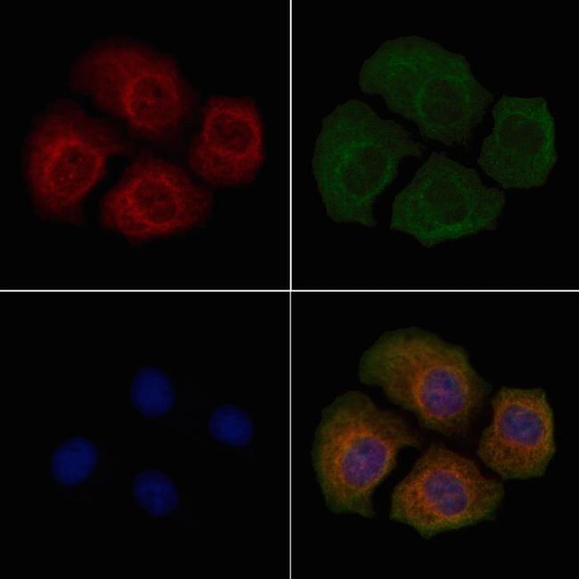 Phospho-DNM1L (Ser529) Antibody in Immunocytochemistry (ICC/IF)