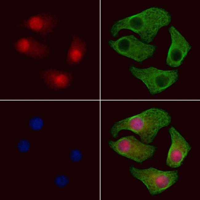 Phospho-PDCD5 (Ser119) Antibody in Immunocytochemistry (ICC/IF)