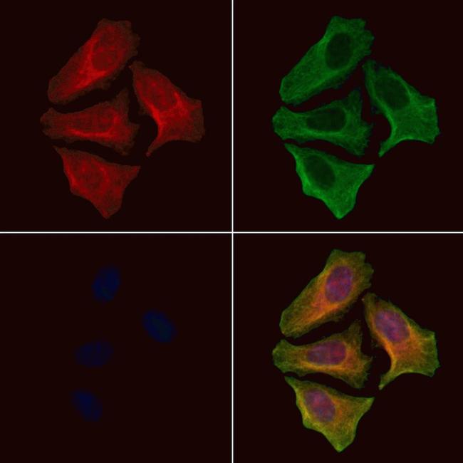 Phospho-AS160 (Ser341) Antibody in Immunocytochemistry (ICC/IF)