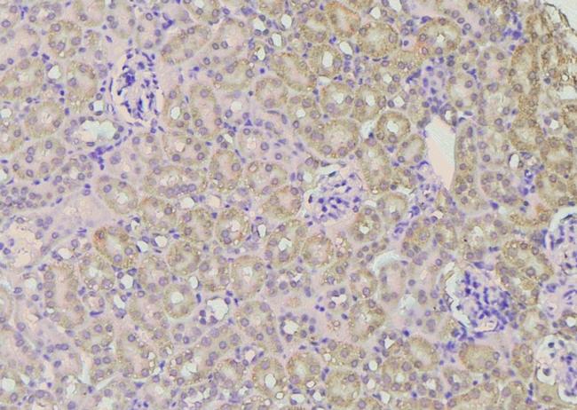 Phospho-TLR5 (Ser805) Antibody in Immunohistochemistry (Paraffin) (IHC (P))