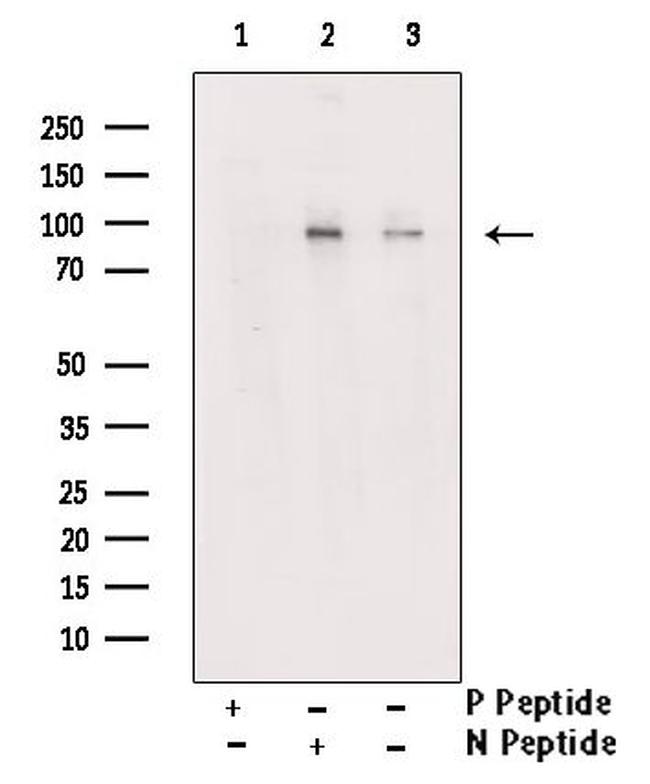 Phospho-MSK1 (Ser212) Antibody in Western Blot (WB)