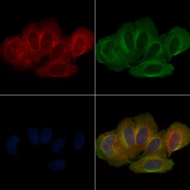 Phospho-LATS1 (Ser909) Antibody in Immunocytochemistry (ICC/IF)