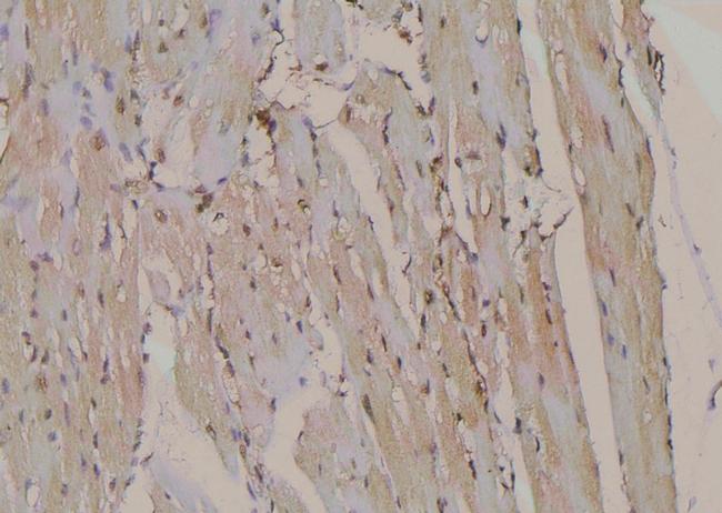 Phospho-ATP1A1 (Tyr260) Antibody in Immunohistochemistry (Paraffin) (IHC (P))