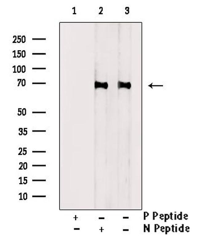 Phospho-A-Raf (Ser582) Antibody in Western Blot (WB)