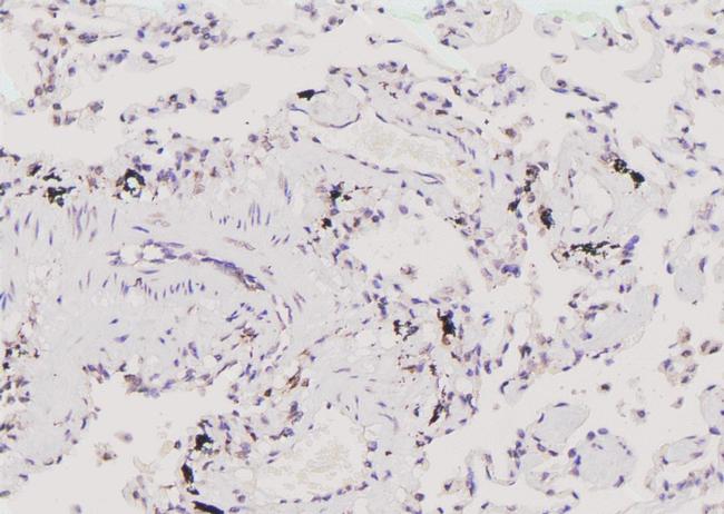 Phospho-Bcl-3 (Ser41) Antibody in Immunohistochemistry (Paraffin) (IHC (P))