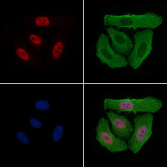 Phospho-RNA pol II CTD (Ser2, Ser5) Antibody in Immunocytochemistry (ICC/IF)