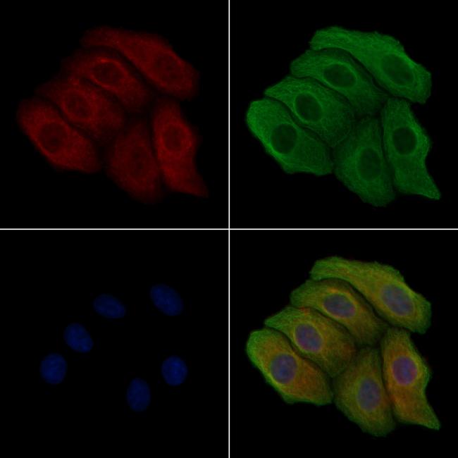 Phospho-EphA2 (Ser901) Antibody in Immunocytochemistry (ICC/IF)