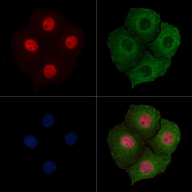 Phospho-WEE1 (Ser139) Antibody in Immunocytochemistry (ICC/IF)