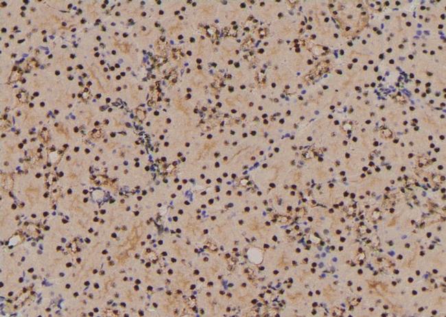 Phospho-CXCR4 (Ser338, Ser339) Antibody in Immunohistochemistry (Paraffin) (IHC (P))