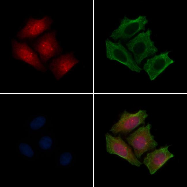 Phospho-NuMA (Ser169) Antibody in Immunocytochemistry (ICC/IF)