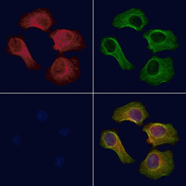 Phospho-STING (Ser366) Antibody in Immunocytochemistry (ICC/IF)