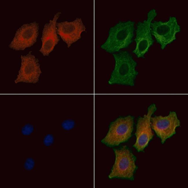 Phospho-NT5C (Ser184) Antibody in Immunocytochemistry (ICC/IF)