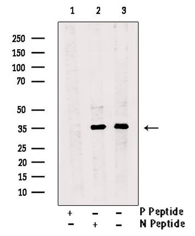 Phospho-PBK (Ser59) Antibody in Western Blot (WB)