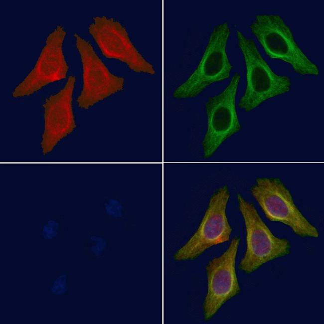 Phospho-LATS2 (Ser380) Antibody in Immunocytochemistry (ICC/IF)