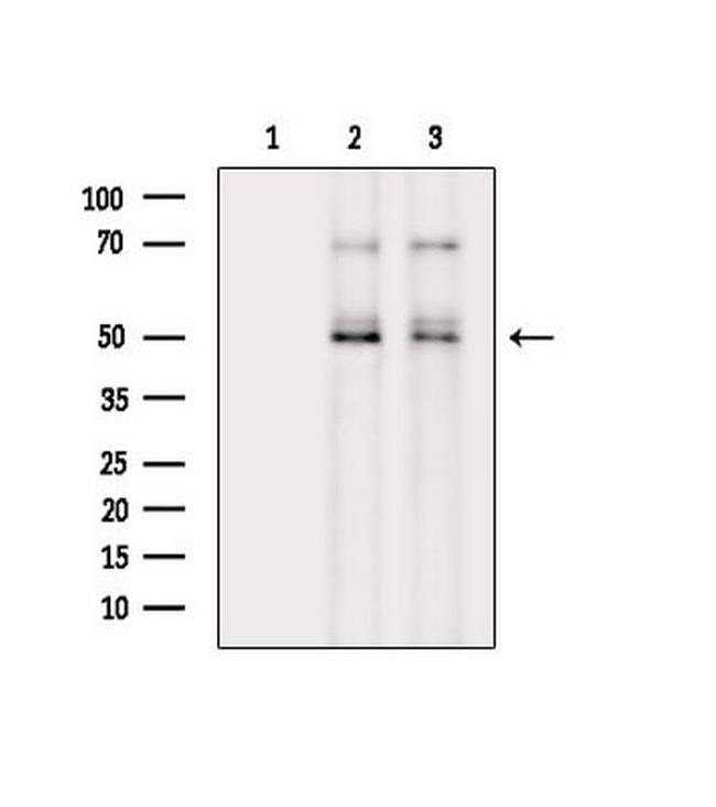 Phospho-Cdc20 (Thr70) Antibody in Western Blot (WB)