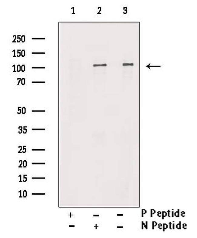 Phospho-Kinesin 5B (Ser154) Antibody in Western Blot (WB)