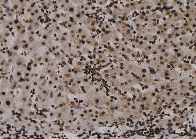 Phospho-Claudin 7 (Tyr210) Antibody in Immunohistochemistry (Paraffin) (IHC (P))