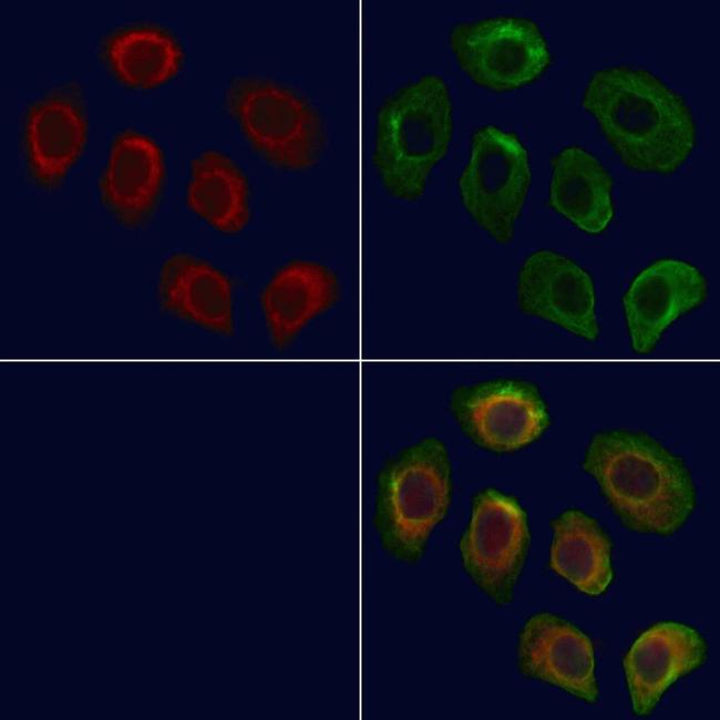 SLC22A8 Antibody in Immunocytochemistry (ICC/IF)