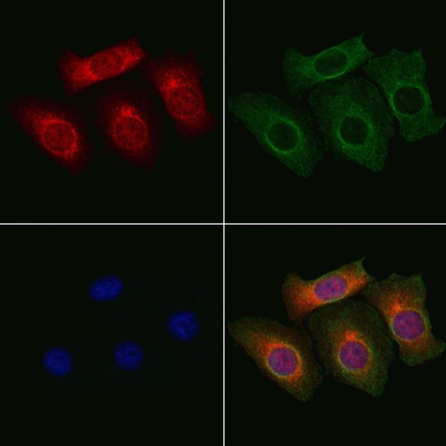 MAPK15 Antibody in Immunocytochemistry (ICC/IF)