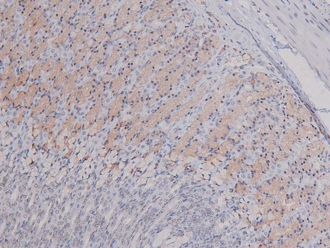 Phospho-Syndecan 4 (Ser179) Antibody in Immunohistochemistry (Paraffin) (IHC (P))