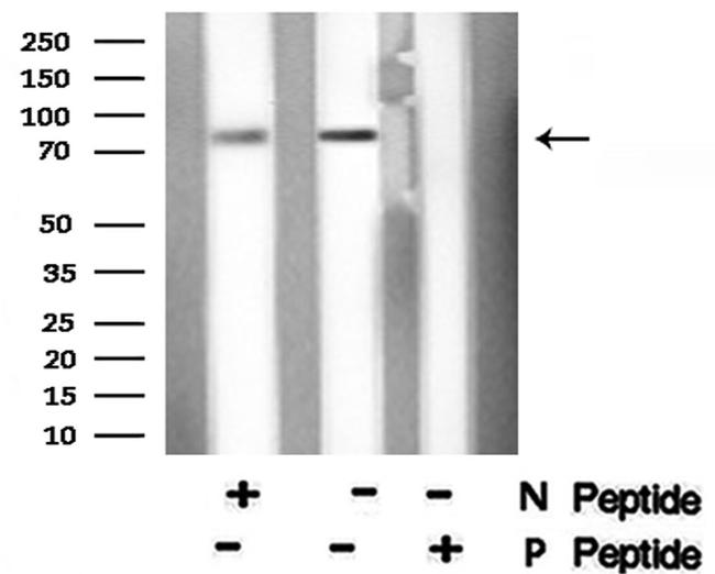 Phospho-OCT1 (POU2F1) (Ser385) Antibody in Western Blot (WB)