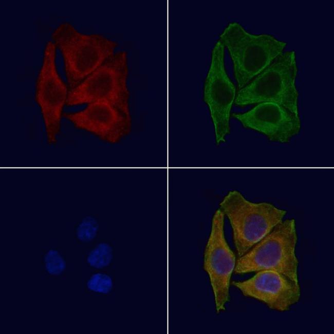 Phospho-KIF1C (Ser1092) Antibody in Immunocytochemistry (ICC/IF)