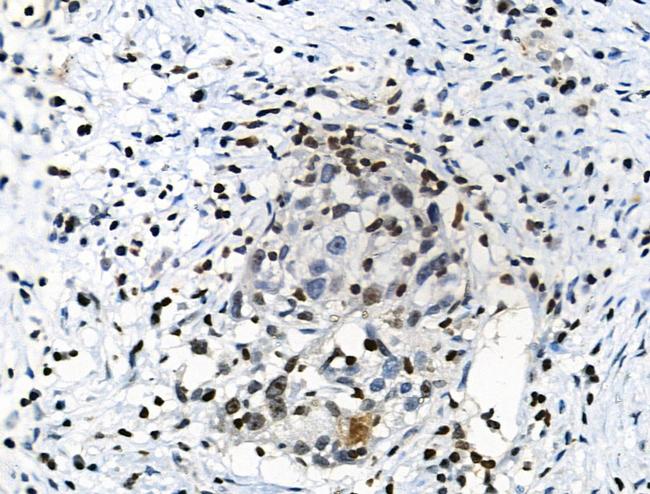 Phospho-CREB (Ser111) Antibody in Immunohistochemistry (Paraffin) (IHC (P))