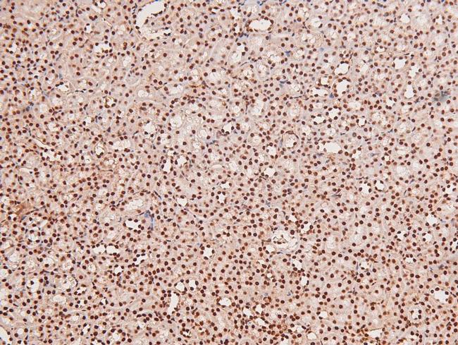 Phospho-JAK3 (Tyr904) Antibody in Immunohistochemistry (Paraffin) (IHC (P))