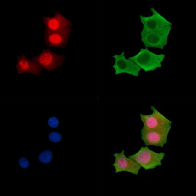 Phospho-MKNK2 (Thr249) Antibody in Immunocytochemistry (ICC/IF)