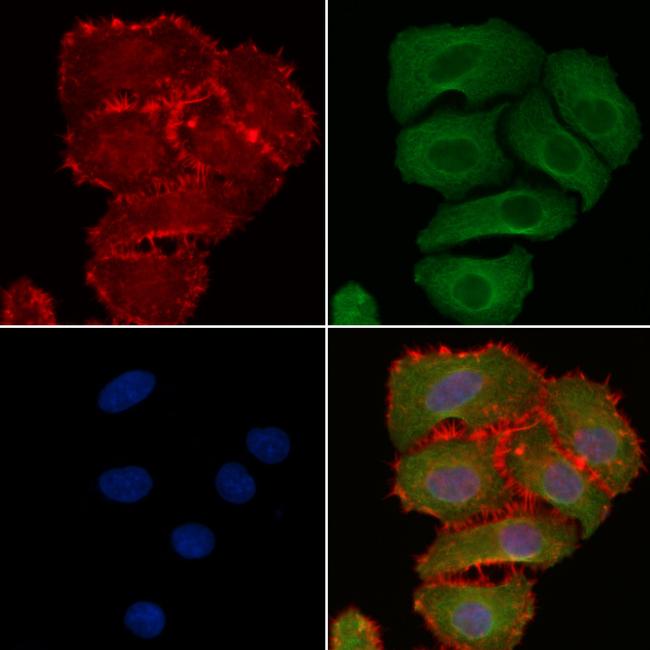 Phospho-FRS2 (Tyr196) Antibody in Immunocytochemistry (ICC/IF)