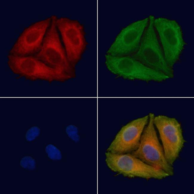 Phospho-GAB2 (Tyr614) Antibody in Immunocytochemistry (ICC/IF)