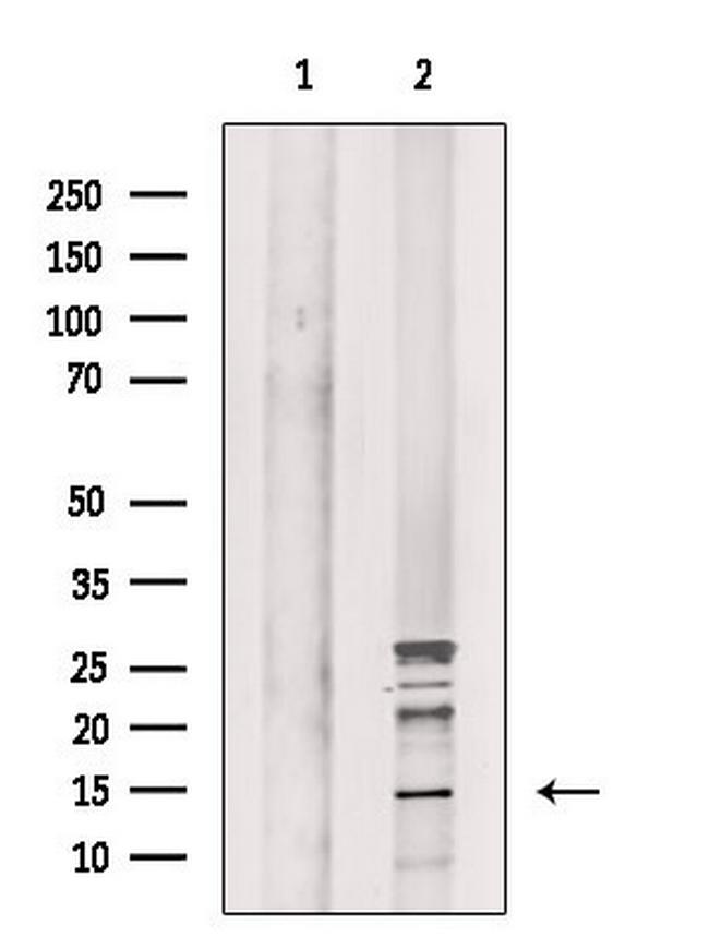 Phospho-Histone H2A (Ser2) Antibody in Western Blot (WB)