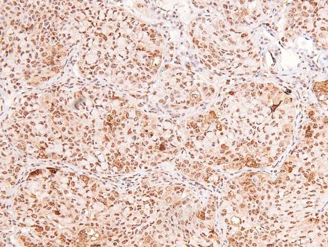 Phospho-Connexin 43 (Ser282) Antibody in Immunohistochemistry (Paraffin) (IHC (P))