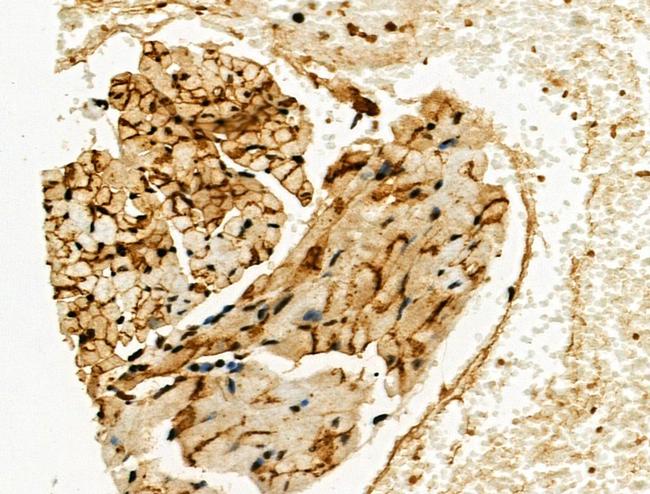 Phospho-Connexin 43 (Ser373) Antibody in Immunohistochemistry (Paraffin) (IHC (P))